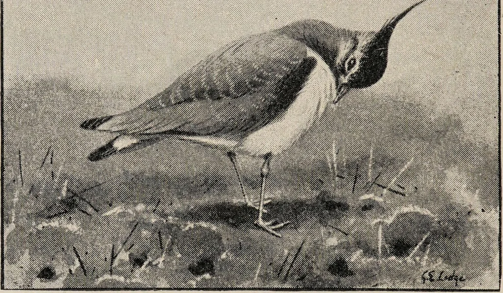 An illustration from British birds / by W.H. Hudson, C.M.Z.S ; with a chapter on structure and classification by Frank E. Beddard, F.R.S. With 8 coloured plates from original drawings by A. Thorburn and 8 plates and 100 figures in black and white from original drawings by G.E. Lodge and 3 illustrations from photographs from nature by R.B. Lodge. New impression., 1921, leaf 340