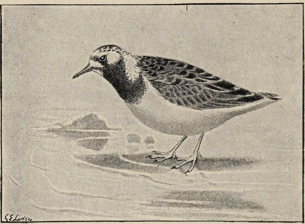 An illustration from British birds / by W.H. Hudson, C.M.Z.S ; with a chapter on structure and classification by Frank E. Beddard, F.R.S. With 8 coloured plates from original drawings by A. Thorburn and 8 plates and 100 figures in black and white from original drawings by G.E. Lodge and 3 illustrations from photographs from nature by R.B. Lodge. New impression., 1921, leaf 342