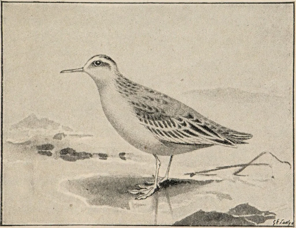An illustration from British birds / by W.H. Hudson, C.M.Z.S ; with a chapter on structure and classification by Frank E. Beddard, F.R.S. With 8 coloured plates from original drawings by A. Thorburn and 8 plates and 100 figures in black and white from original drawings by G.E. Lodge and 3 illustrations from photographs from nature by R.B. Lodge. New impression., 1921, leaf 345