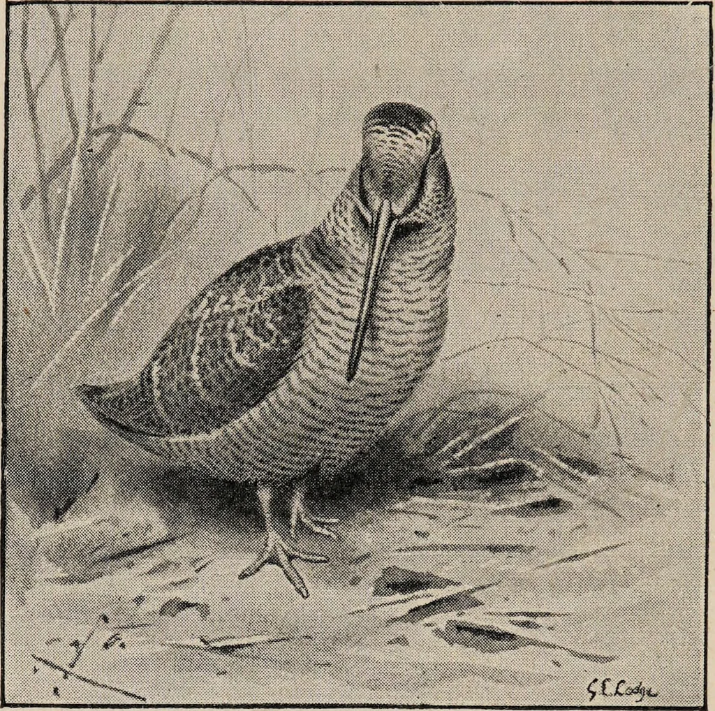 An illustration from British birds / by W.H. Hudson, C.M.Z.S ; with a chapter on structure and classification by Frank E. Beddard, F.R.S. With 8 coloured plates from original drawings by A. Thorburn and 8 plates and 100 figures in black and white from original drawings by G.E. Lodge and 3 illustrations from photographs from nature by R.B. Lodge. New impression., 1921, leaf 346