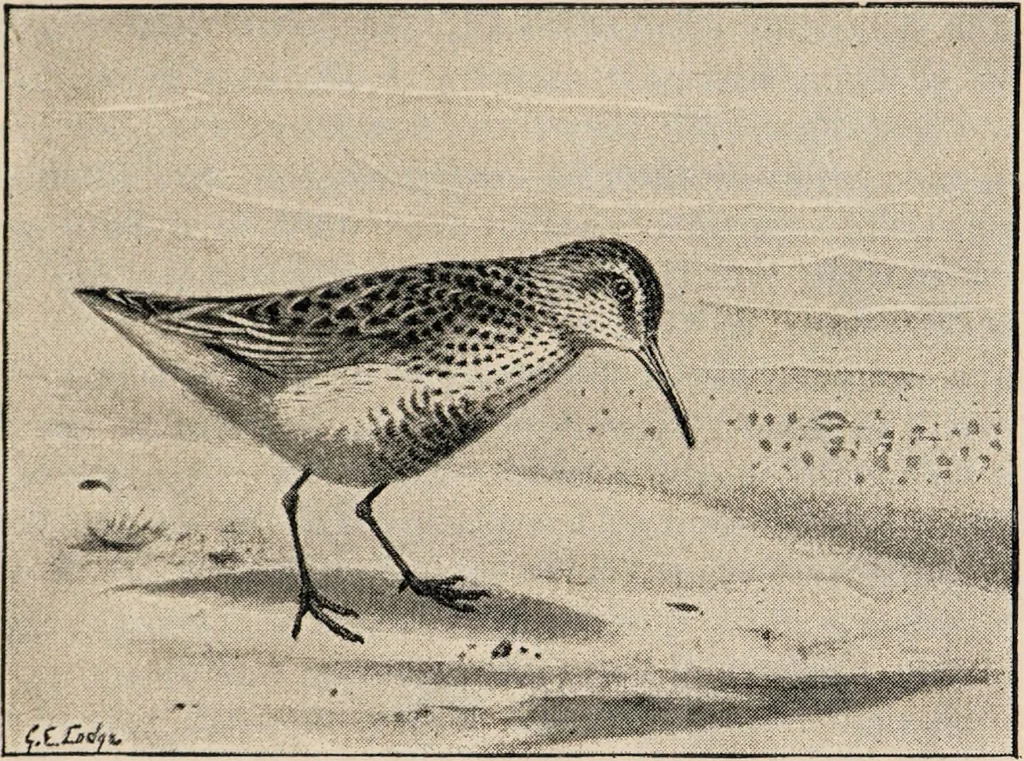 An illustration from British birds / by W.H. Hudson, C.M.Z.S ; with a chapter on structure and classification by Frank E. Beddard, F.R.S. With 8 coloured plates from original drawings by A. Thorburn and 8 plates and 100 figures in black and white from original drawings by G.E. Lodge and 3 illustrations from photographs from nature by R.B. Lodge. New impression., 1921, leaf 351