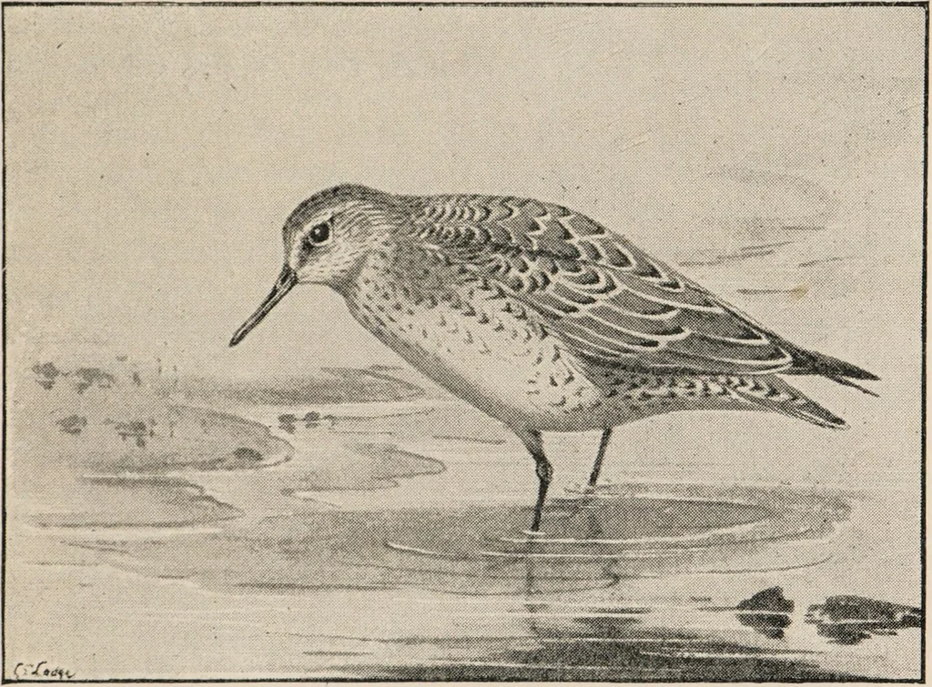 An illustration from British birds / by W.H. Hudson, C.M.Z.S ; with a chapter on structure and classification by Frank E. Beddard, F.R.S. With 8 coloured plates from original drawings by A. Thorburn and 8 plates and 100 figures in black and white from original drawings by G.E. Lodge and 3 illustrations from photographs from nature by R.B. Lodge. New impression., 1921, leaf 355