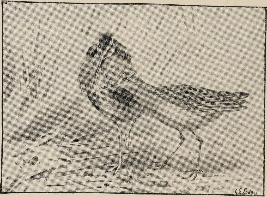 An illustration from British birds / by W.H. Hudson, C.M.Z.S ; with a chapter on structure and classification by Frank E. Beddard, F.R.S. With 8 coloured plates from original drawings by A. Thorburn and 8 plates and 100 figures in black and white from original drawings by G.E. Lodge and 3 illustrations from photographs from nature by R.B. Lodge. New impression., 1921, leaf 356
