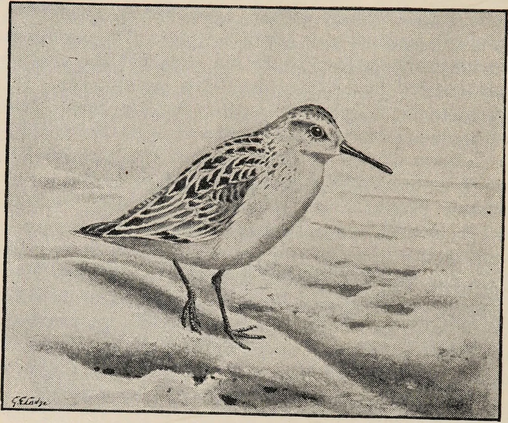 An illustration from British birds / by W.H. Hudson, C.M.Z.S ; with a chapter on structure and classification by Frank E. Beddard, F.R.S. With 8 coloured plates from original drawings by A. Thorburn and 8 plates and 100 figures in black and white from original drawings by G.E. Lodge and 3 illustrations from photographs from nature by R.B. Lodge. New impression., 1921, leaf 358