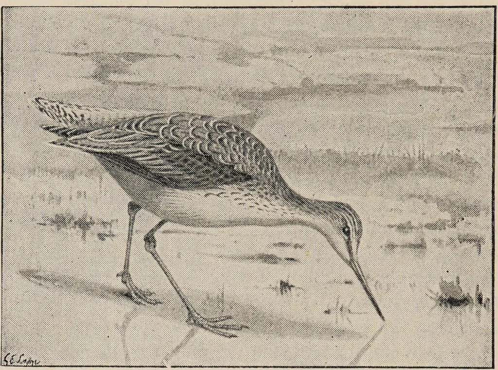 An illustration from British birds / by W.H. Hudson, C.M.Z.S ; with a chapter on structure and classification by Frank E. Beddard, F.R.S. With 8 coloured plates from original drawings by A. Thorburn and 8 plates and 100 figures in black and white from original drawings by G.E. Lodge and 3 illustrations from photographs from nature by R.B. Lodge. New impression., 1921, leaf 362