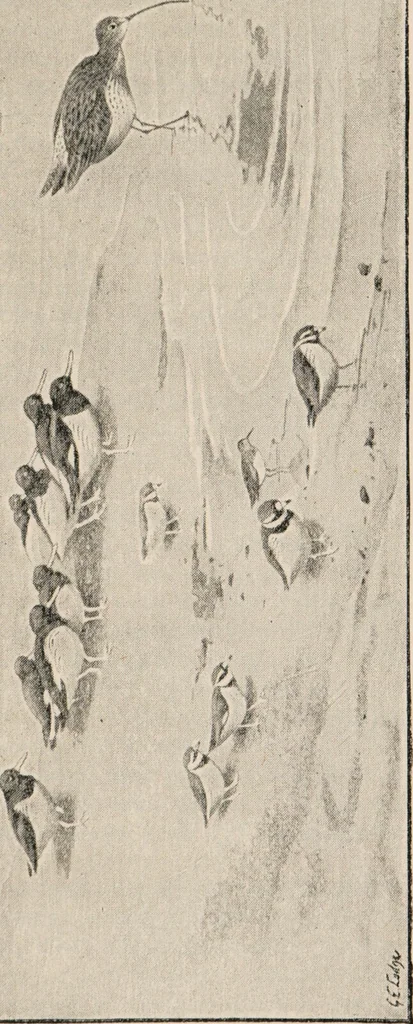 An illustration from British birds / by W.H. Hudson, C.M.Z.S ; with a chapter on structure and classification by Frank E. Beddard, F.R.S. With 8 coloured plates from original drawings by A. Thorburn and 8 plates and 100 figures in black and white from original drawings by G.E. Lodge and 3 illustrations from photographs from nature by R.B. Lodge. New impression., 1921, leaf 365