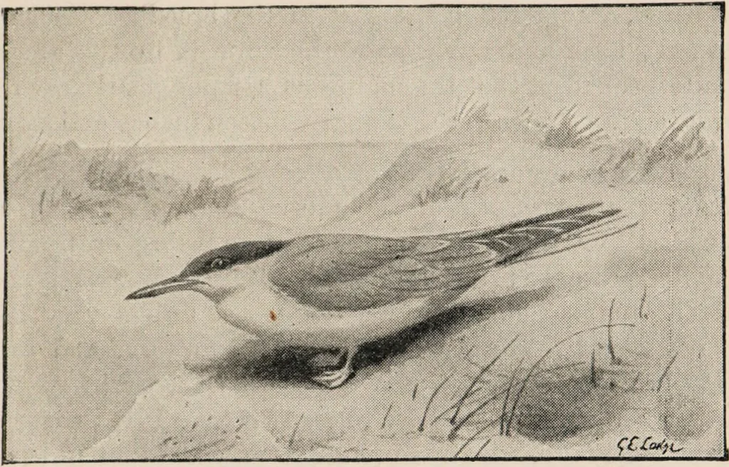An illustration from British birds / by W.H. Hudson, C.M.Z.S ; with a chapter on structure and classification by Frank E. Beddard, F.R.S. With 8 coloured plates from original drawings by A. Thorburn and 8 plates and 100 figures in black and white from original drawings by G.E. Lodge and 3 illustrations from photographs from nature by R.B. Lodge. New impression., 1921, leaf 371