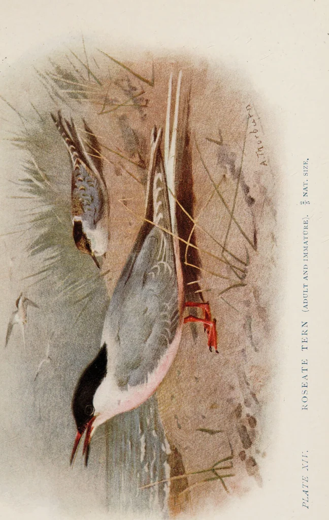 An illustration from British birds / by W.H. Hudson, C.M.Z.S ; with a chapter on structure and classification by Frank E. Beddard, F.R.S. With 8 coloured plates from original drawings by A. Thorburn and 8 plates and 100 figures in black and white from original drawings by G.E. Lodge and 3 illustrations from photographs from nature by R.B. Lodge. New impression., 1921, leaf 373