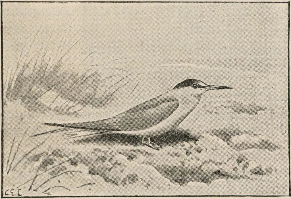An illustration from British birds / by W.H. Hudson, C.M.Z.S ; with a chapter on structure and classification by Frank E. Beddard, F.R.S. With 8 coloured plates from original drawings by A. Thorburn and 8 plates and 100 figures in black and white from original drawings by G.E. Lodge and 3 illustrations from photographs from nature by R.B. Lodge. New impression., 1921, leaf 375