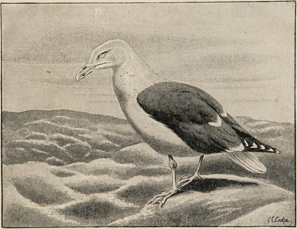 An illustration from British birds / by W.H. Hudson, C.M.Z.S ; with a chapter on structure and classification by Frank E. Beddard, F.R.S. With 8 coloured plates from original drawings by A. Thorburn and 8 plates and 100 figures in black and white from original drawings by G.E. Lodge and 3 illustrations from photographs from nature by R.B. Lodge. New impression., 1921, leaf 381