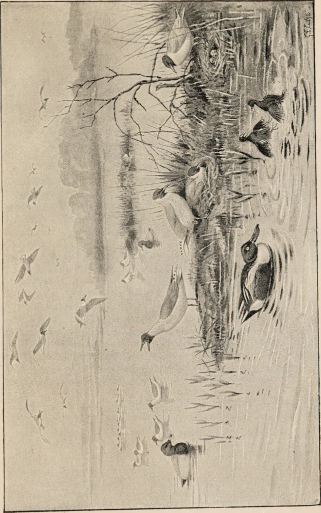 An illustration from British birds / by W.H. Hudson, C.M.Z.S ; with a chapter on structure and classification by Frank E. Beddard, F.R.S. With 8 coloured plates from original drawings by A. Thorburn and 8 plates and 100 figures in black and white from original drawings by G.E. Lodge and 3 illustrations from photographs from nature by R.B. Lodge. New impression., 1921, leaf 383