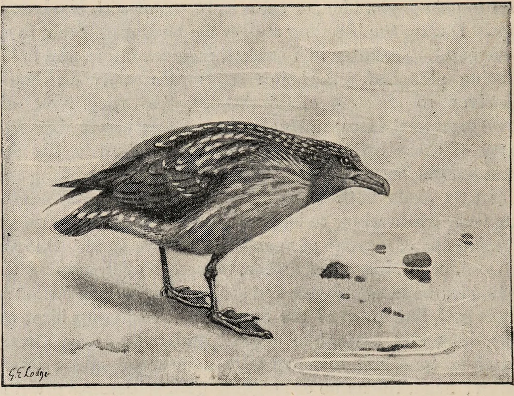 An illustration from British birds / by W.H. Hudson, C.M.Z.S ; with a chapter on structure and classification by Frank E. Beddard, F.R.S. With 8 coloured plates from original drawings by A. Thorburn and 8 plates and 100 figures in black and white from original drawings by G.E. Lodge and 3 illustrations from photographs from nature by R.B. Lodge. New impression., 1921, leaf 386