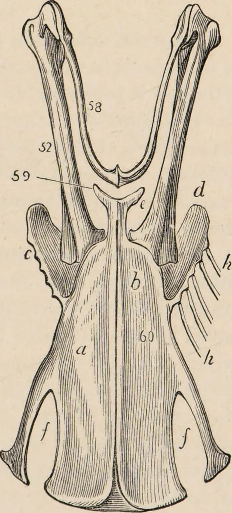 An illustration from British birds / by W.H. Hudson, C.M.Z.S ; with a chapter on structure and classification by Frank E. Beddard, F.R.S. With 8 coloured plates from original drawings by A. Thorburn and 8 plates and 100 figures in black and white from original drawings by G.E. Lodge and 3 illustrations from photographs from nature by R.B. Lodge. New impression., 1921, leaf 39