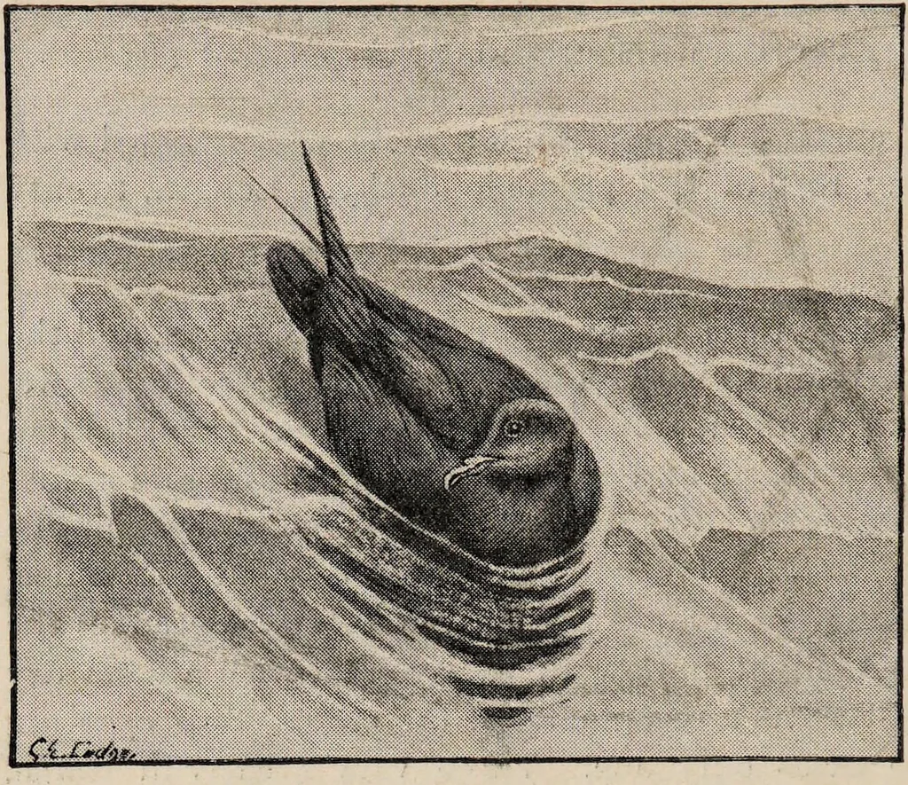An illustration from British birds / by W.H. Hudson, C.M.Z.S ; with a chapter on structure and classification by Frank E. Beddard, F.R.S. With 8 coloured plates from original drawings by A. Thorburn and 8 plates and 100 figures in black and white from original drawings by G.E. Lodge and 3 illustrations from photographs from nature by R.B. Lodge. New impression., 1921, leaf 390