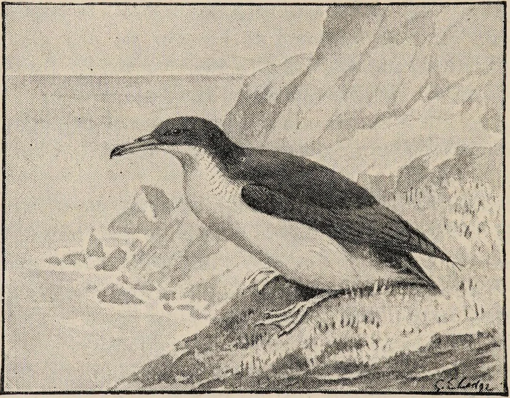 An illustration from British birds / by W.H. Hudson, C.M.Z.S ; with a chapter on structure and classification by Frank E. Beddard, F.R.S. With 8 coloured plates from original drawings by A. Thorburn and 8 plates and 100 figures in black and white from original drawings by G.E. Lodge and 3 illustrations from photographs from nature by R.B. Lodge. New impression., 1921, leaf 392