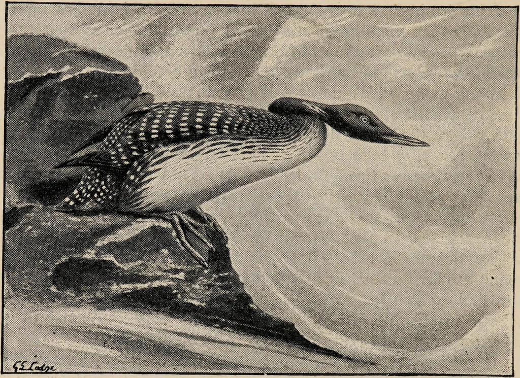 An illustration from British birds / by W.H. Hudson, C.M.Z.S ; with a chapter on structure and classification by Frank E. Beddard, F.R.S. With 8 coloured plates from original drawings by A. Thorburn and 8 plates and 100 figures in black and white from original drawings by G.E. Lodge and 3 illustrations from photographs from nature by R.B. Lodge. New impression., 1921, leaf 396