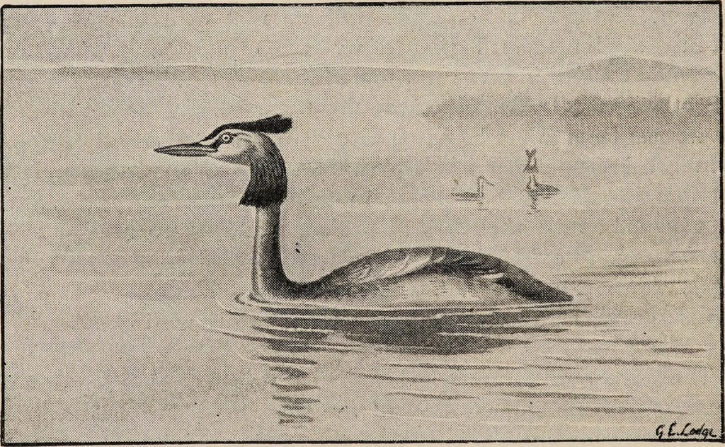 An illustration from British birds / by W.H. Hudson, C.M.Z.S ; with a chapter on structure and classification by Frank E. Beddard, F.R.S. With 8 coloured plates from original drawings by A. Thorburn and 8 plates and 100 figures in black and white from original drawings by G.E. Lodge and 3 illustrations from photographs from nature by R.B. Lodge. New impression., 1921, leaf 398