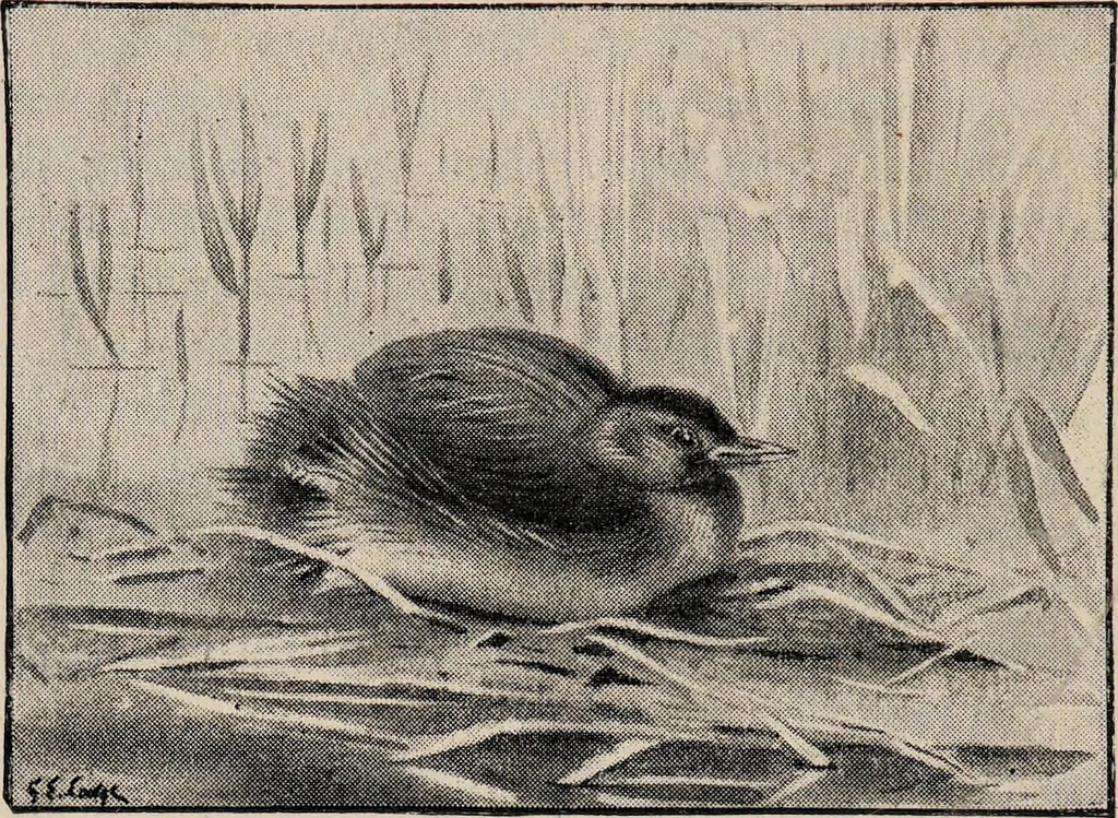 An illustration from British birds / by W.H. Hudson, C.M.Z.S ; with a chapter on structure and classification by Frank E. Beddard, F.R.S. With 8 coloured plates from original drawings by A. Thorburn and 8 plates and 100 figures in black and white from original drawings by G.E. Lodge and 3 illustrations from photographs from nature by R.B. Lodge. New impression., 1921, leaf 400