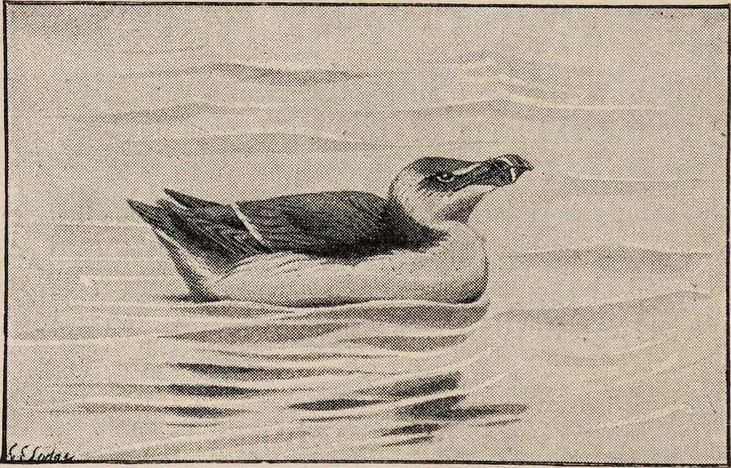 An illustration from British birds / by W.H. Hudson, C.M.Z.S ; with a chapter on structure and classification by Frank E. Beddard, F.R.S. With 8 coloured plates from original drawings by A. Thorburn and 8 plates and 100 figures in black and white from original drawings by G.E. Lodge and 3 illustrations from photographs from nature by R.B. Lodge. New impression., 1921, leaf 402
