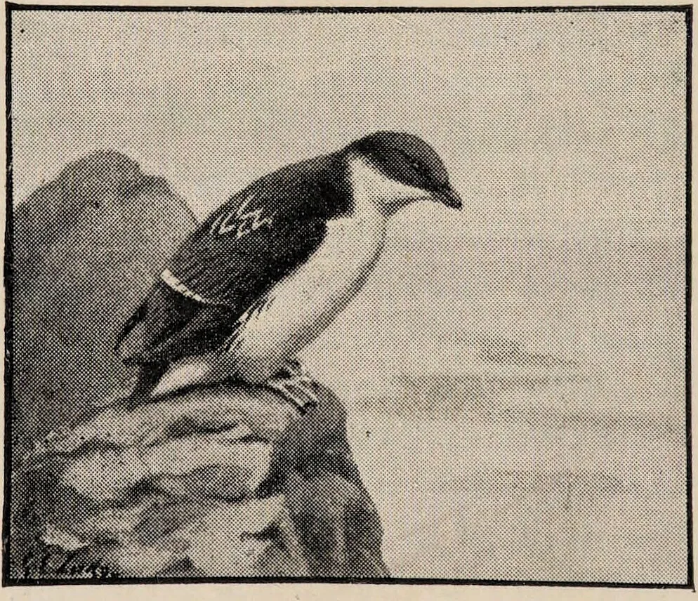 An illustration from British birds / by W.H. Hudson, C.M.Z.S ; with a chapter on structure and classification by Frank E. Beddard, F.R.S. With 8 coloured plates from original drawings by A. Thorburn and 8 plates and 100 figures in black and white from original drawings by G.E. Lodge and 3 illustrations from photographs from nature by R.B. Lodge. New impression., 1921, leaf 406