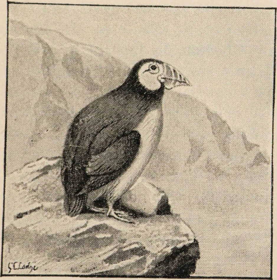 An illustration from British birds / by W.H. Hudson, C.M.Z.S ; with a chapter on structure and classification by Frank E. Beddard, F.R.S. With 8 coloured plates from original drawings by A. Thorburn and 8 plates and 100 figures in black and white from original drawings by G.E. Lodge and 3 illustrations from photographs from nature by R.B. Lodge. New impression., 1921, leaf 407