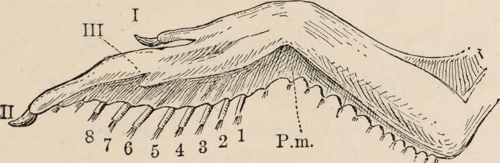 An illustration from British birds / by W.H. Hudson, C.M.Z.S ; with a chapter on structure and classification by Frank E. Beddard, F.R.S. With 8 coloured plates from original drawings by A. Thorburn and 8 plates and 100 figures in black and white from original drawings by G.E. Lodge and 3 illustrations from photographs from nature by R.B. Lodge. New impression., 1921, leaf 41