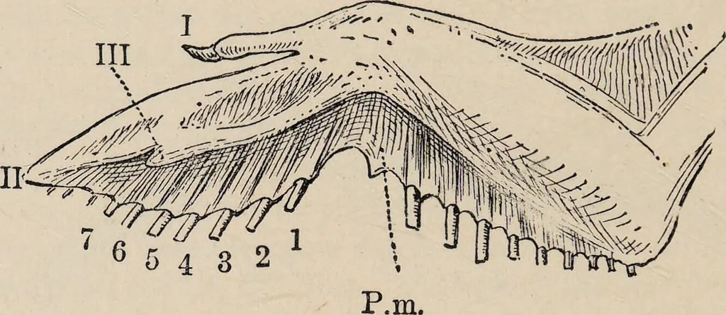 An illustration from British birds / by W.H. Hudson, C.M.Z.S ; with a chapter on structure and classification by Frank E. Beddard, F.R.S. With 8 coloured plates from original drawings by A. Thorburn and 8 plates and 100 figures in black and white from original drawings by G.E. Lodge and 3 illustrations from photographs from nature by R.B. Lodge. New impression., 1921, leaf 42