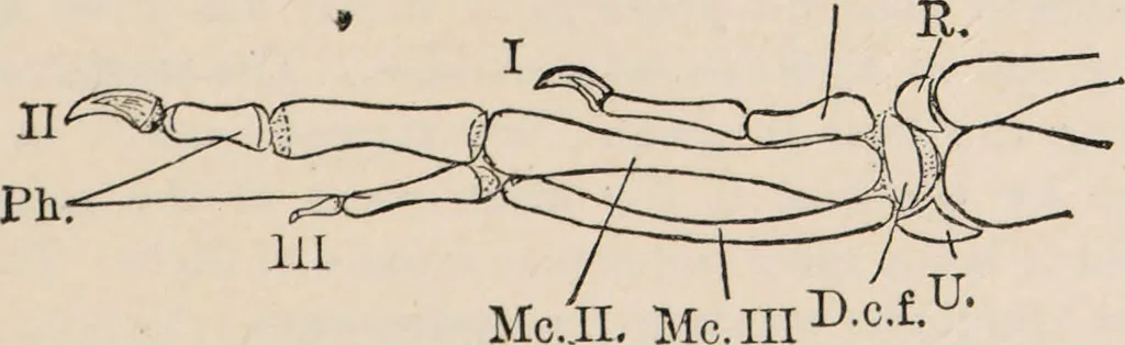 An illustration from British birds / by W.H. Hudson, C.M.Z.S ; with a chapter on structure and classification by Frank E. Beddard, F.R.S. With 8 coloured plates from original drawings by A. Thorburn and 8 plates and 100 figures in black and white from original drawings by G.E. Lodge and 3 illustrations from photographs from nature by R.B. Lodge. New impression., 1921, leaf 43