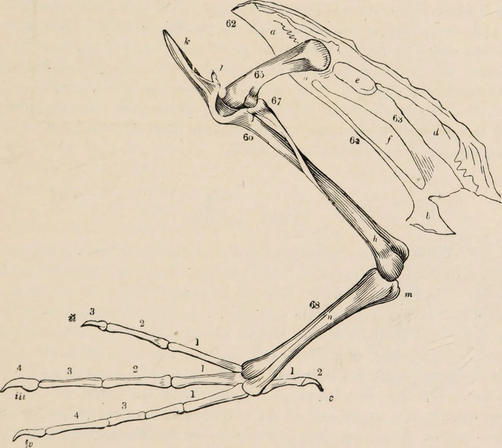 An illustration from British birds / by W.H. Hudson, C.M.Z.S ; with a chapter on structure and classification by Frank E. Beddard, F.R.S. With 8 coloured plates from original drawings by A. Thorburn and 8 plates and 100 figures in black and white from original drawings by G.E. Lodge and 3 illustrations from photographs from nature by R.B. Lodge. New impression., 1921, leaf 45