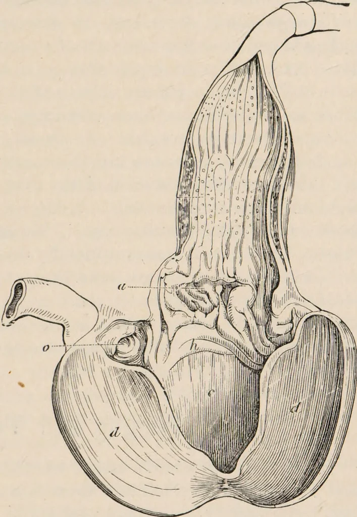 An illustration from British birds / by W.H. Hudson, C.M.Z.S ; with a chapter on structure and classification by Frank E. Beddard, F.R.S. With 8 coloured plates from original drawings by A. Thorburn and 8 plates and 100 figures in black and white from original drawings by G.E. Lodge and 3 illustrations from photographs from nature by R.B. Lodge. New impression., 1921, leaf 47