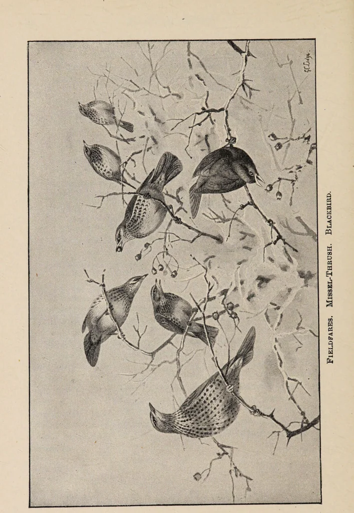 An illustration from British birds / by W.H. Hudson, C.M.Z.S ; with a chapter on structure and classification by Frank E. Beddard, F.R.S. With 8 coloured plates from original drawings by A. Thorburn and 8 plates and 100 figures in black and white from original drawings by G.E. Lodge and 3 illustrations from photographs from nature by R.B. Lodge. New impression., 1921, leaf 66