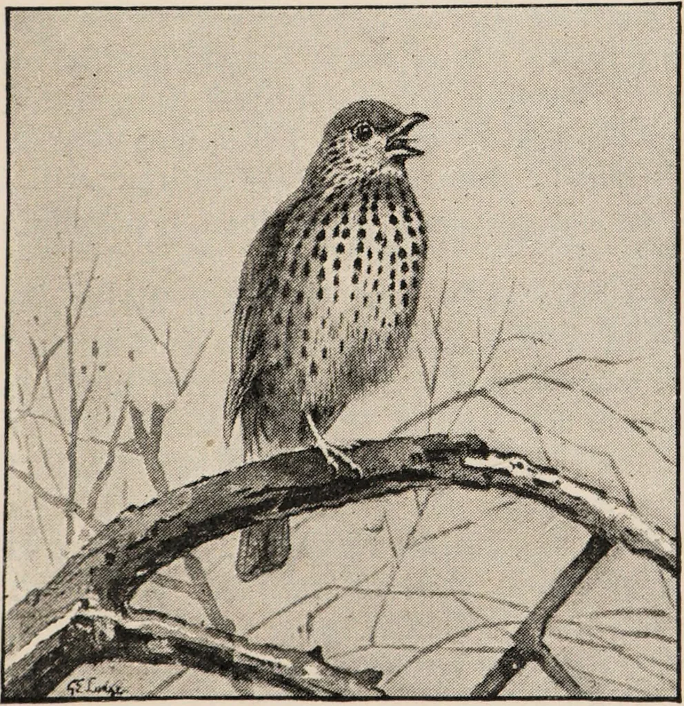 An illustration from British birds / by W.H. Hudson, C.M.Z.S ; with a chapter on structure and classification by Frank E. Beddard, F.R.S. With 8 coloured plates from original drawings by A. Thorburn and 8 plates and 100 figures in black and white from original drawings by G.E. Lodge and 3 illustrations from photographs from nature by R.B. Lodge. New impression., 1921, leaf 69