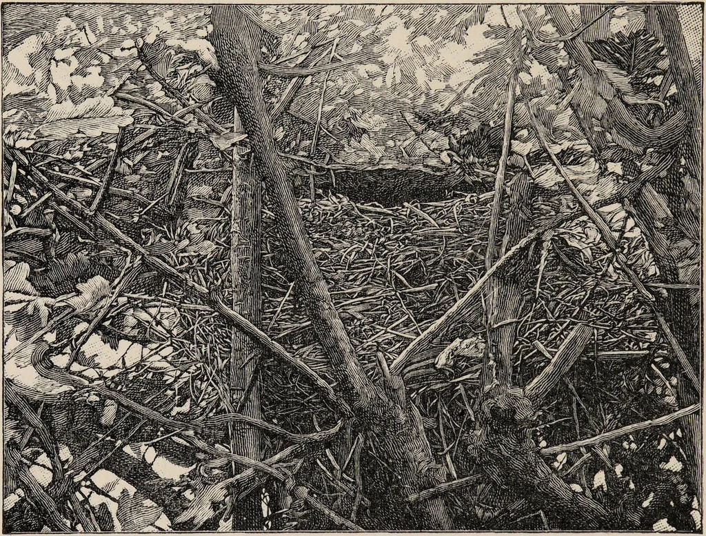An illustration from British birds / by W.H. Hudson, C.M.Z.S ; with a chapter on structure and classification by Frank E. Beddard, F.R.S. With 8 coloured plates from original drawings by A. Thorburn and 8 plates and 100 figures in black and white from original drawings by G.E. Lodge and 3 illustrations from photographs from nature by R.B. Lodge. New impression., 1921, leaf 72