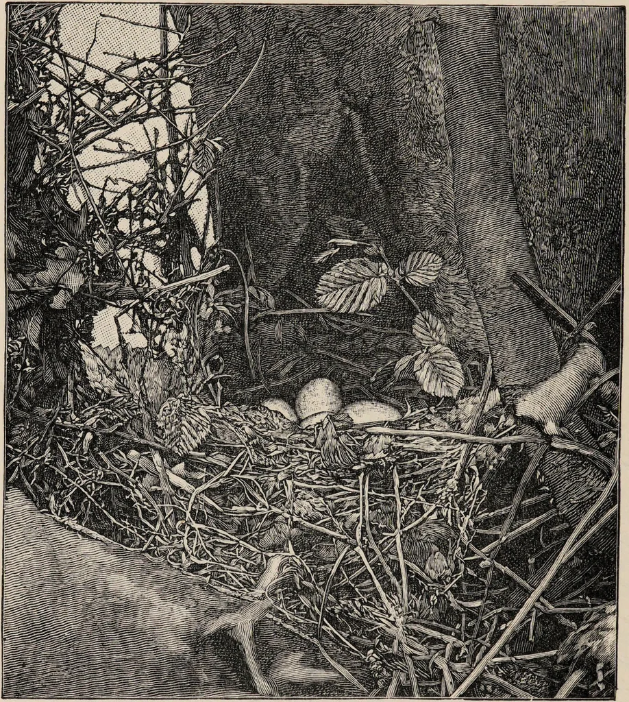 An illustration from British birds / by W.H. Hudson, C.M.Z.S ; with a chapter on structure and classification by Frank E. Beddard, F.R.S. With 8 coloured plates from original drawings by A. Thorburn and 8 plates and 100 figures in black and white from original drawings by G.E. Lodge and 3 illustrations from photographs from nature by R.B. Lodge. New impression., 1921, leaf 76