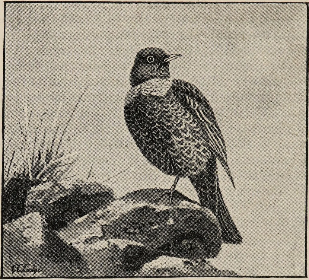 An illustration from British birds / by W.H. Hudson, C.M.Z.S ; with a chapter on structure and classification by Frank E. Beddard, F.R.S. With 8 coloured plates from original drawings by A. Thorburn and 8 plates and 100 figures in black and white from original drawings by G.E. Lodge and 3 illustrations from photographs from nature by R.B. Lodge. New impression., 1921, leaf 78