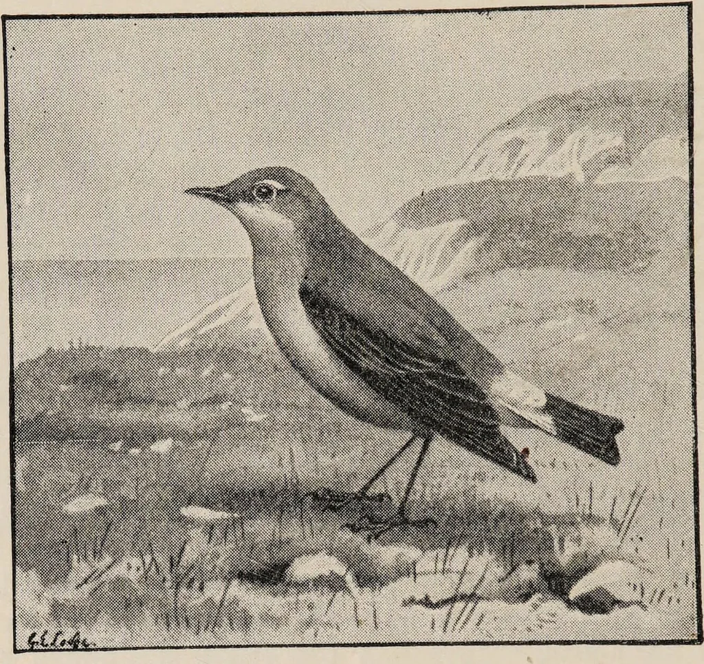 An illustration from British birds / by W.H. Hudson, C.M.Z.S ; with a chapter on structure and classification by Frank E. Beddard, F.R.S. With 8 coloured plates from original drawings by A. Thorburn and 8 plates and 100 figures in black and white from original drawings by G.E. Lodge and 3 illustrations from photographs from nature by R.B. Lodge. New impression., 1921, leaf 80
