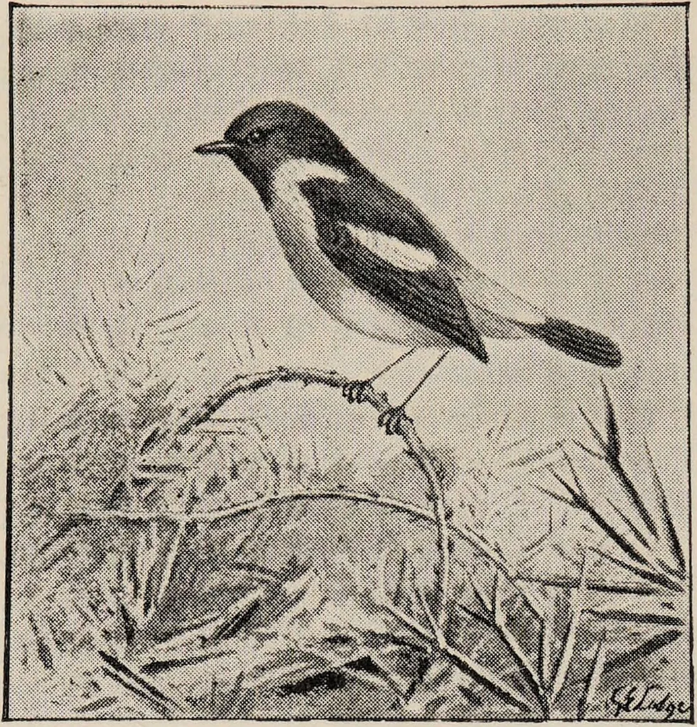 An illustration from British birds / by W.H. Hudson, C.M.Z.S ; with a chapter on structure and classification by Frank E. Beddard, F.R.S. With 8 coloured plates from original drawings by A. Thorburn and 8 plates and 100 figures in black and white from original drawings by G.E. Lodge and 3 illustrations from photographs from nature by R.B. Lodge. New impression., 1921, leaf 84