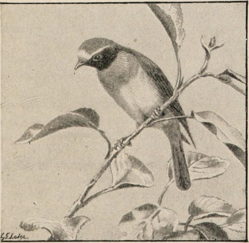 An illustration from British birds / by W.H. Hudson, C.M.Z.S ; with a chapter on structure and classification by Frank E. Beddard, F.R.S. With 8 coloured plates from original drawings by A. Thorburn and 8 plates and 100 figures in black and white from original drawings by G.E. Lodge and 3 illustrations from photographs from nature by R.B. Lodge. New impression., 1921, leaf 85