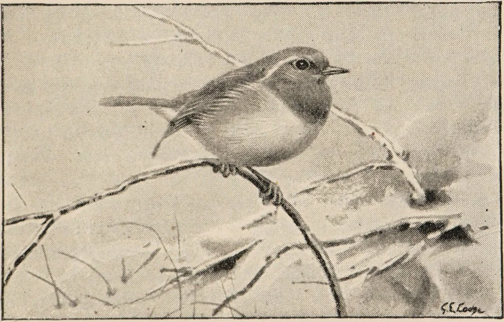 An illustration from British birds / by W.H. Hudson, C.M.Z.S ; with a chapter on structure and classification by Frank E. Beddard, F.R.S. With 8 coloured plates from original drawings by A. Thorburn and 8 plates and 100 figures in black and white from original drawings by G.E. Lodge and 3 illustrations from photographs from nature by R.B. Lodge. New impression., 1921, leaf 87