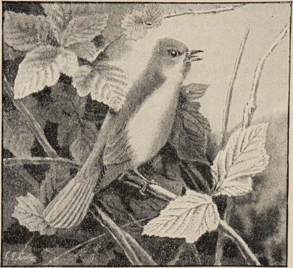 An illustration from British birds / by W.H. Hudson, C.M.Z.S ; with a chapter on structure and classification by Frank E. Beddard, F.R.S. With 8 coloured plates from original drawings by A. Thorburn and 8 plates and 100 figures in black and white from original drawings by G.E. Lodge and 3 illustrations from photographs from nature by R.B. Lodge. New impression., 1921, leaf 90