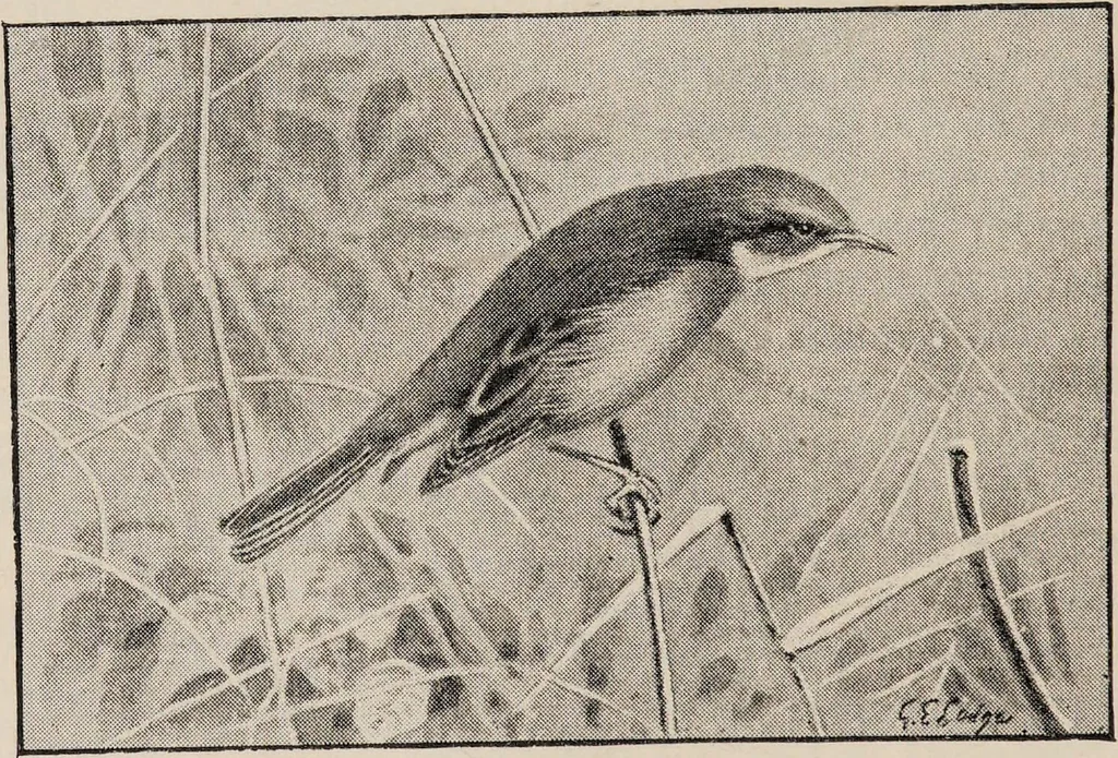 An illustration from British birds / by W.H. Hudson, C.M.Z.S ; with a chapter on structure and classification by Frank E. Beddard, F.R.S. With 8 coloured plates from original drawings by A. Thorburn and 8 plates and 100 figures in black and white from original drawings by G.E. Lodge and 3 illustrations from photographs from nature by R.B. Lodge. New impression., 1921, leaf 92