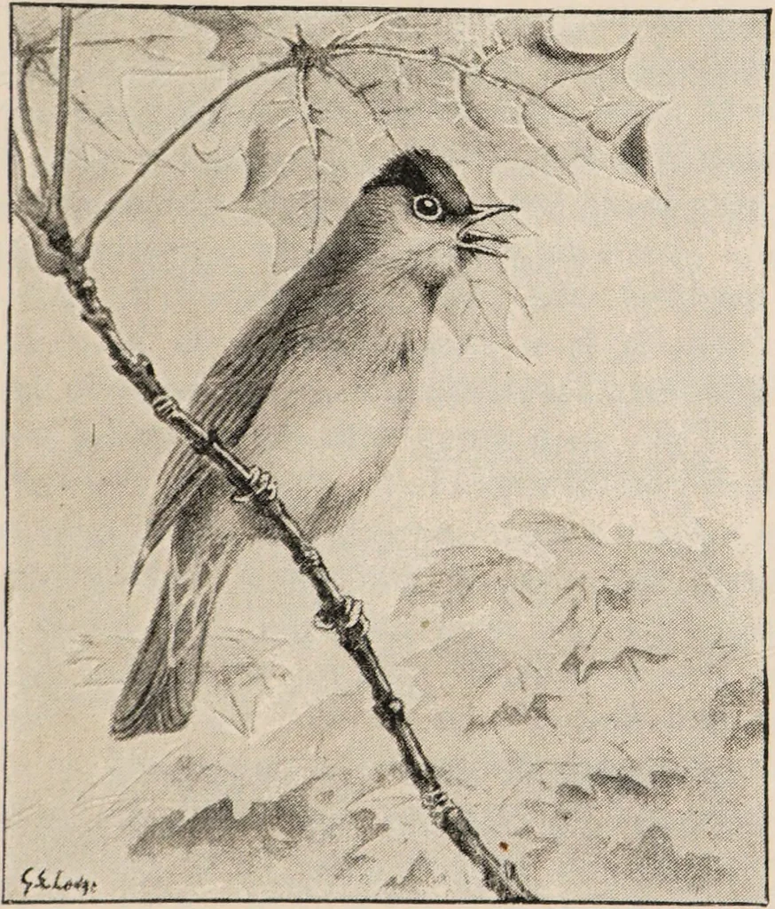 An illustration from British birds / by W.H. Hudson, C.M.Z.S ; with a chapter on structure and classification by Frank E. Beddard, F.R.S. With 8 coloured plates from original drawings by A. Thorburn and 8 plates and 100 figures in black and white from original drawings by G.E. Lodge and 3 illustrations from photographs from nature by R.B. Lodge. New impression., 1921, leaf 95
