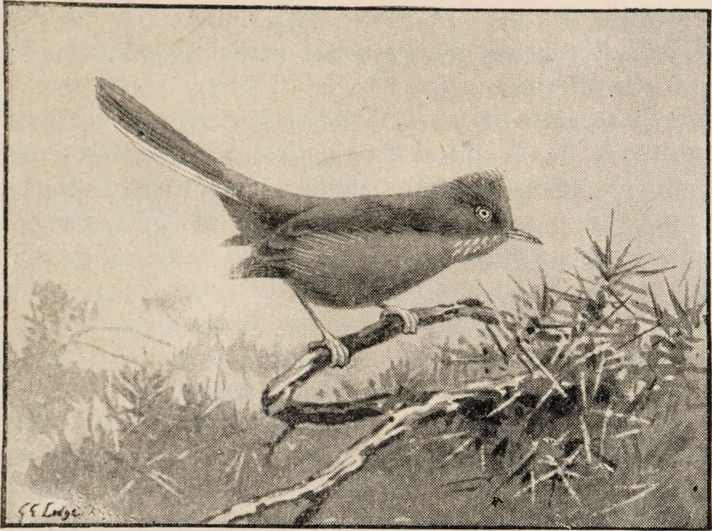 An illustration from British birds / by W.H. Hudson, C.M.Z.S ; with a chapter on structure and classification by Frank E. Beddard, F.R.S. With 8 coloured plates from original drawings by A. Thorburn and 8 plates and 100 figures in black and white from original drawings by G.E. Lodge and 3 illustrations from photographs from nature by R.B. Lodge. New impression., 1921, leaf 99