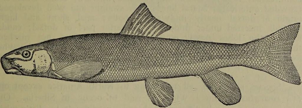 An illustration from American food and game fishes : A popular account of all the species found in America north of the equator / with keys for ready identification, life histories and methods of capture, by David Starr Jordan and Barton Warren Evermann, illustrated with colored plates and text drawings, and with photographs from life by A. Radclyffe Dugmore., 1902, leaf 107