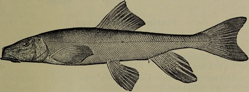 An illustration from American food and game fishes : A popular account of all the species found in America north of the equator / with keys for ready identification, life histories and methods of capture, by David Starr Jordan and Barton Warren Evermann, illustrated with colored plates and text drawings, and with photographs from life by A. Radclyffe Dugmore., 1902, leaf 109