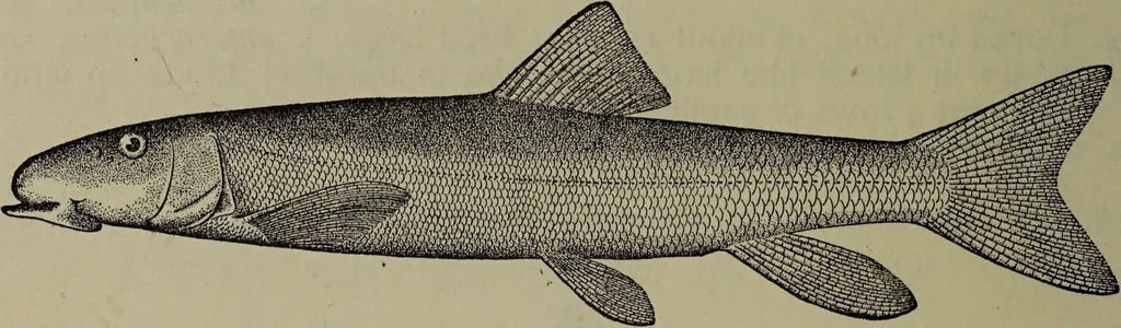 An illustration from American food and game fishes : A popular account of all the species found in America north of the equator / with keys for ready identification, life histories and methods of capture, by David Starr Jordan and Barton Warren Evermann, illustrated with colored plates and text drawings, and with photographs from life by A. Radclyffe Dugmore., 1902, leaf 110
