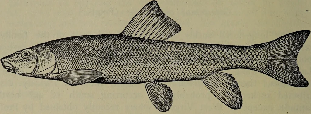 An illustration from American food and game fishes : A popular account of all the species found in America north of the equator / with keys for ready identification, life histories and methods of capture, by David Starr Jordan and Barton Warren Evermann, illustrated with colored plates and text drawings, and with photographs from life by A. Radclyffe Dugmore., 1902, leaf 112