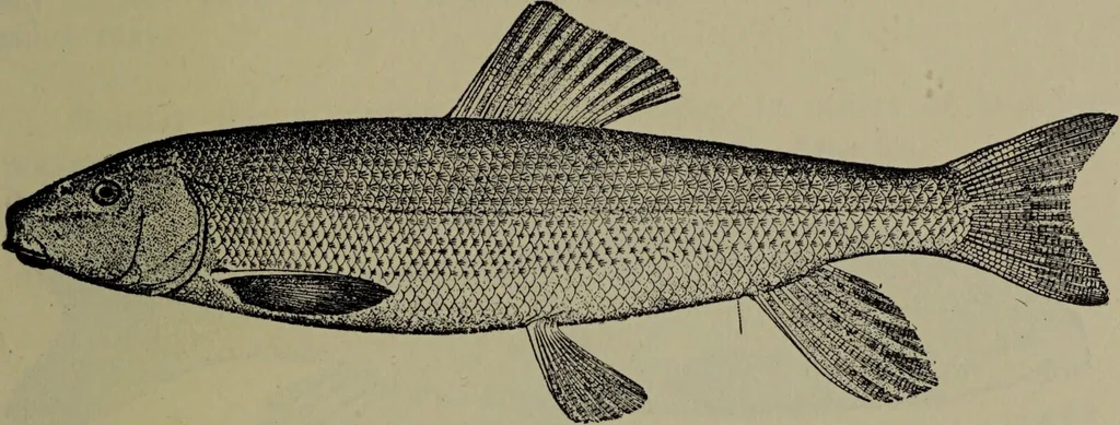 An illustration from American food and game fishes : A popular account of all the species found in America north of the equator / with keys for ready identification, life histories and methods of capture, by David Starr Jordan and Barton Warren Evermann, illustrated with colored plates and text drawings, and with photographs from life by A. Radclyffe Dugmore., 1902, leaf 113