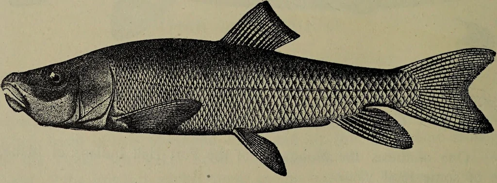 An illustration from American food and game fishes : A popular account of all the species found in America north of the equator / with keys for ready identification, life histories and methods of capture, by David Starr Jordan and Barton Warren Evermann, illustrated with colored plates and text drawings, and with photographs from life by A. Radclyffe Dugmore., 1902, leaf 116