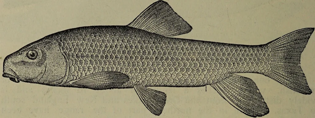 An illustration from American food and game fishes : A popular account of all the species found in America north of the equator / with keys for ready identification, life histories and methods of capture, by David Starr Jordan and Barton Warren Evermann, illustrated with colored plates and text drawings, and with photographs from life by A. Radclyffe Dugmore., 1902, leaf 122
